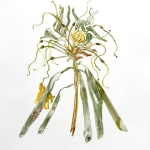 Katie DeGroot, Protea, 2023