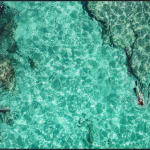 Cécile Plaisance, View from the Sky: PLANCHE Daddy Board (6,7") "Fins & Whale Shark")