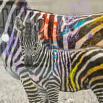 Arno Elias, Wild and Free - 3/9