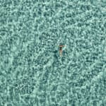 Cécile Plaisance, View from the Sky: PLANCHE Daddy Board (6,7") "Fins & Whale Shark")