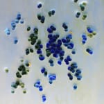 Larisa Safaryan, Waves of Imagination, 2025