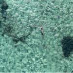 Cécile Plaisance, View from the Sky: PLANCHE Daddy Board (6,7") "Fins & Whale Shark")