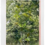David Samuel Stern, Untitled Tree Patterns III, 2022