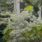 David Samuel Stern, Untitled Tree Patterns III, 2022