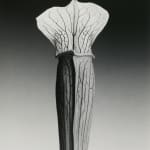 RM 1988 Jack-in-the-pulpit