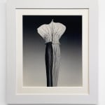 Robert Mapplethorpe, Jack-in-the-pulpit, 1988