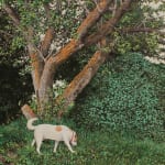 Allan Thomas, You've Changed