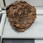 Nicolás Lamas, Nest, 2023