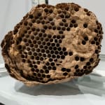 Nicolás Lamas, Nest, 2023