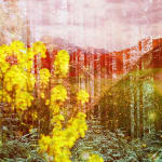Malika Sqalli, The sun is not the enemy, 2025