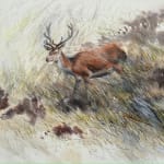 Lucy Newton, Young Stag
