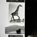 Peter Beard, Peter Beard Limited Art Edition Book, 2006