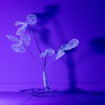 安德利亞・梅達爾, 《日光室．永恆花園》 Solarium. The Forever Garden, 2022