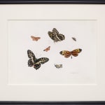Anton Henstenburgh, butterflies and moths