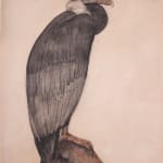 Willem van den Berg (1886-1970) Andean Condor