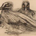 Theo van Hoytema, bearded vultures