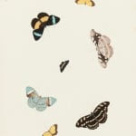 Nicolaas Struyck, butterflies and moths