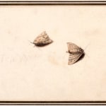 Master of the Arundel Sketchbook, moths
