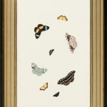 Nicolaas Struyck, butterflies and moths