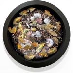 Amy Gross, Viridi Noctu