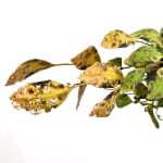 Amy Gross, Viridi Noctu