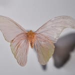 Alli Hoag, Lepidopterist Conundrum #2
