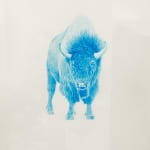 Steve Snell, Warm Coyote