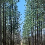 John L. Cleaveland, Jr., Walking with Miss Rachel, Bishop Johnson Road, Archery, GA