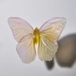 Alli Hoag, Lepidopterist Conundrum #2