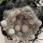 Amy Gross, Viridi Noctu