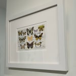 Greg Sand, Vestige #11