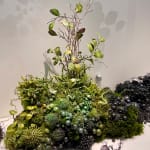 Amy Gross, T. Versicolor Biotope