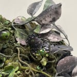 Amy Gross, Viridi Noctu