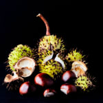 A collection of Horse-chestnuts