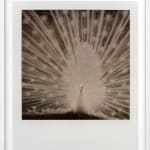 Patrick Sansone, 100 Polaroids, #97, 2008