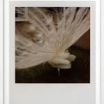 Patrick Sansone, 100 Polaroids, #97, 2008
