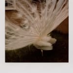 Patrick Sansone, 100 Polaroids, #97, 2008