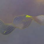 Tracie Cheng, Untitled, 2023