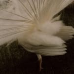 Patrick Sansone, 100 Polaroids, #97, 2008