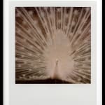 Patrick Sansone, 100 Polaroids, #97, 2008