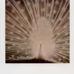Patrick Sansone, 100 Polaroids, #97, 2008