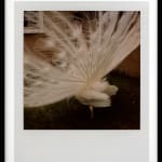 Patrick Sansone, 100 Polaroids, #97, 2008