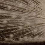 Patrick Sansone, 100 Polaroids, #97, 2008
