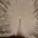 Patrick Sansone, 100 Polaroids, #97, 2008