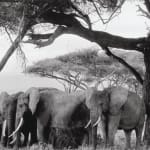 Peter Beard, Gardeners of Eden (Elephants and Baboons under Kilimanjaro), 1984-printed 2014