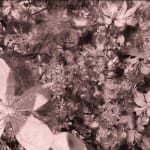 Sofia Crespo and Anna Ridler, Snapshots: Orchids, 2023