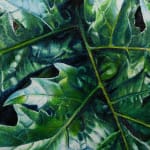 Kaoru Ueda, Acanthus B, 2013