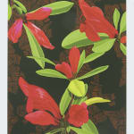 Dylan Mooney, Graptophyllum Excelsum – Scarlet Fuchsia, 2022