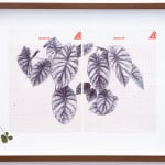 Neva Hosking, Alocasia Clypeolata Under The Palms At Michaels, Tully, 2024