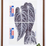 Neva Hosking, Anthurium Warocqueanum Up The Tree at Mollies, Kuranda, 2024